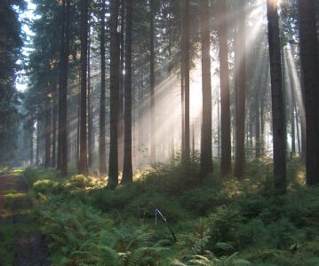 Waldbrandverordnung der BH Scheibbs